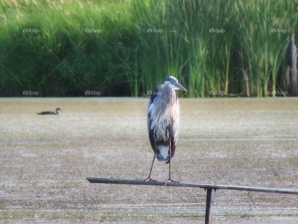 Heron Boucherville Québec 