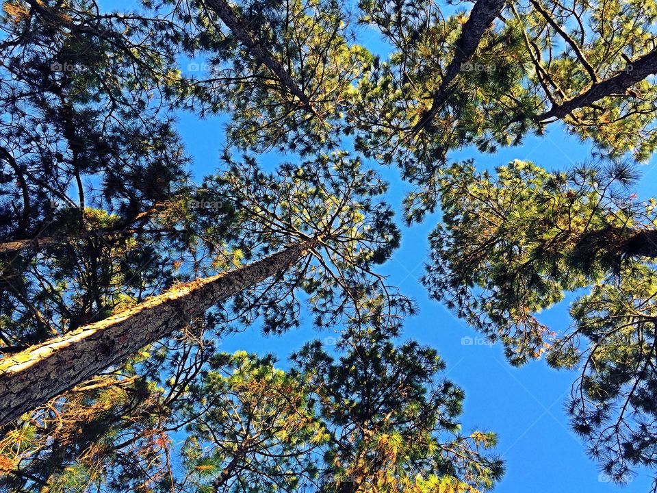 Tree top view. Looking up at the tall pine trees.