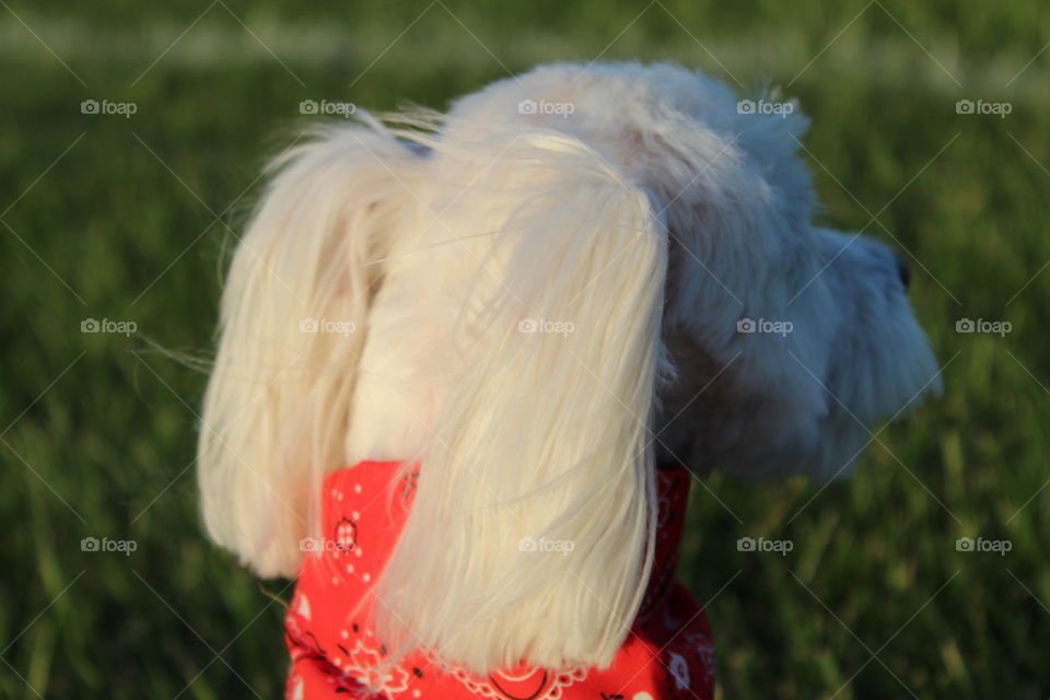 Maltese dog wearing a red bandana 