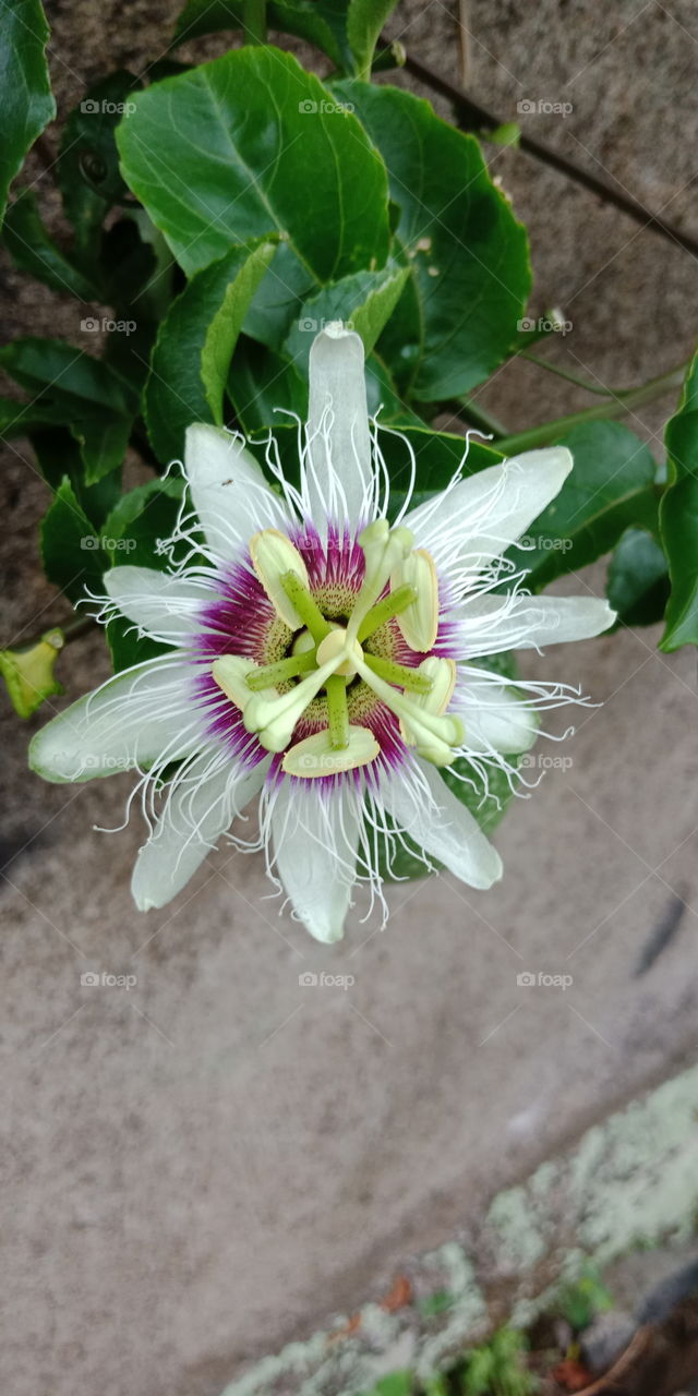 Do you know this flower