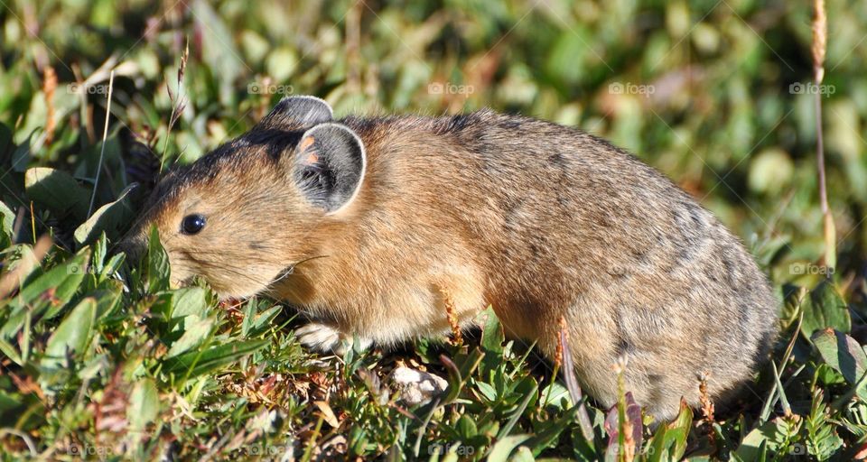 A pika munches on tundra grasses on a bright summer morning in the mountains. Very green.