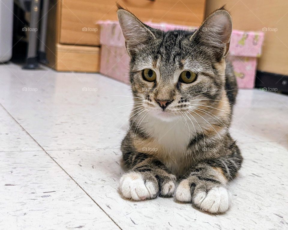 Every day is Caturday