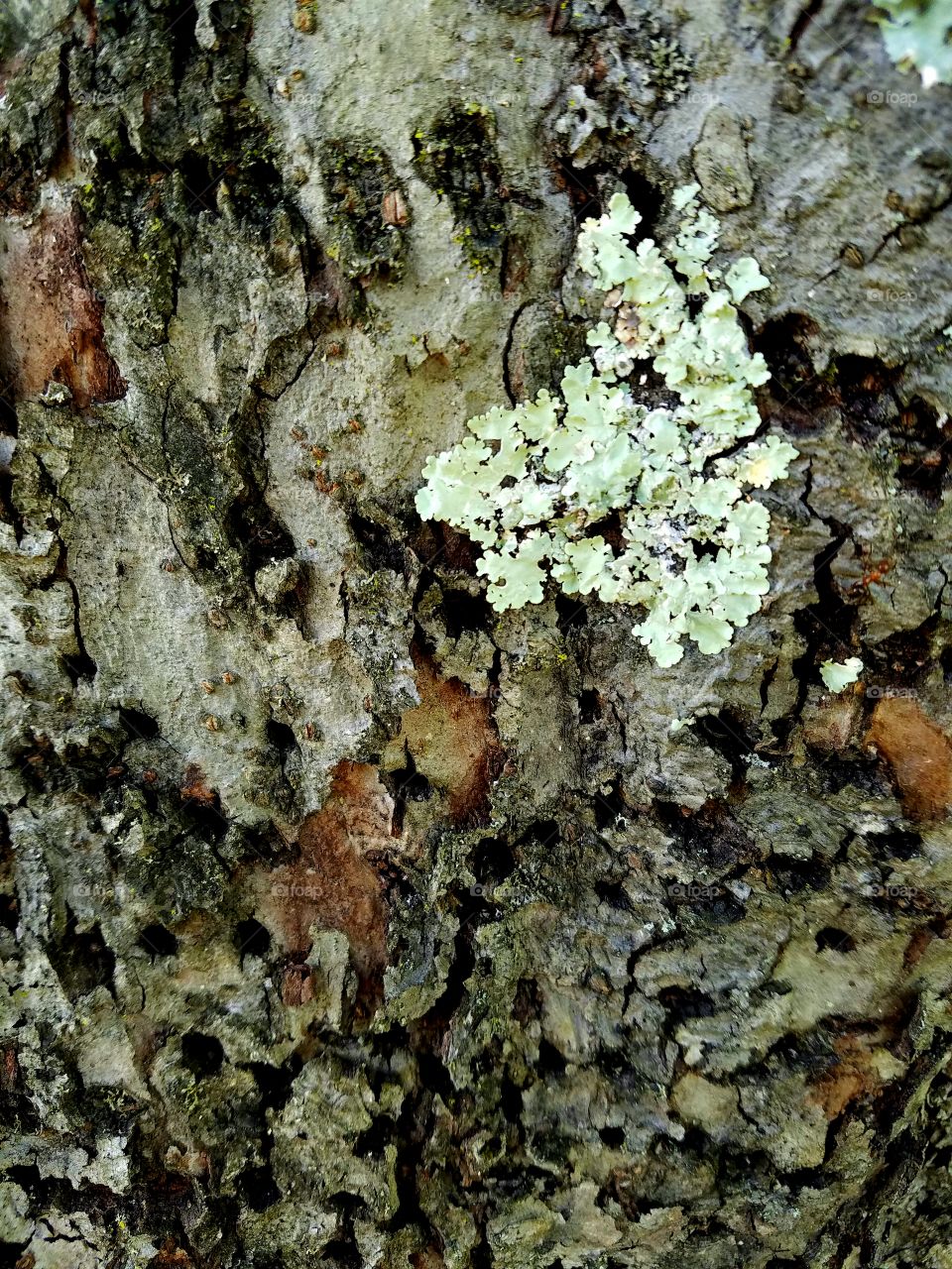 Bark riddled with holes and lichen