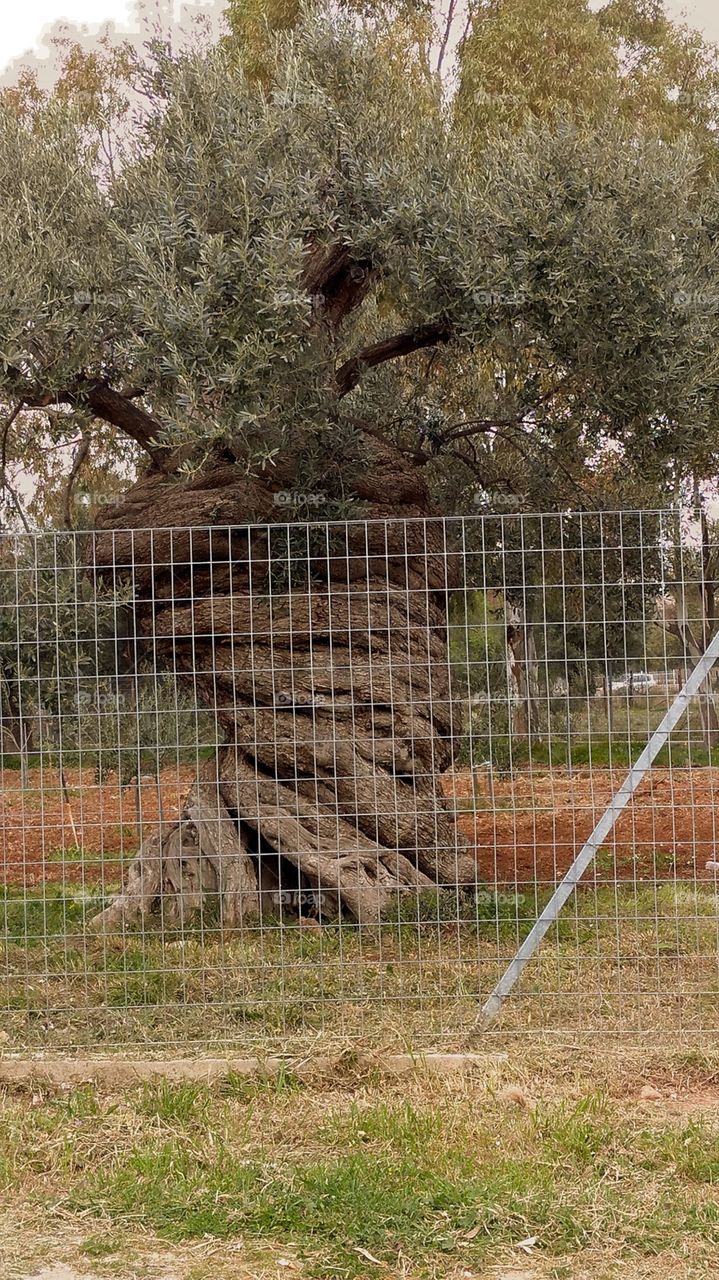 very old olive tree