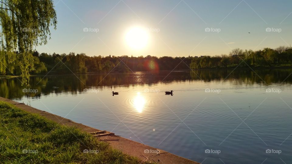 Ducks posing at sunset