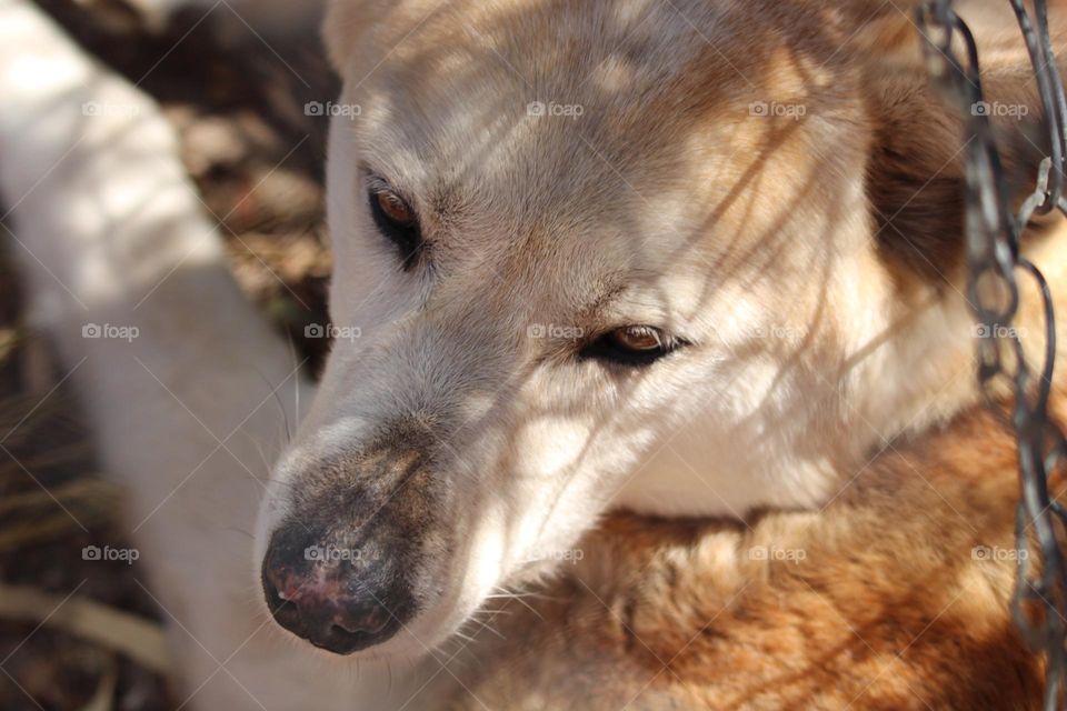 A dingo, it’s eyes looking downward, sleepy but awake in the sunlight in its zoo pen