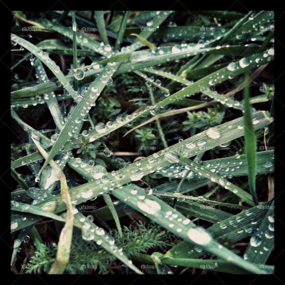 green raindrops gras by selecshine