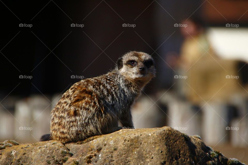 A Meerkat on a rock