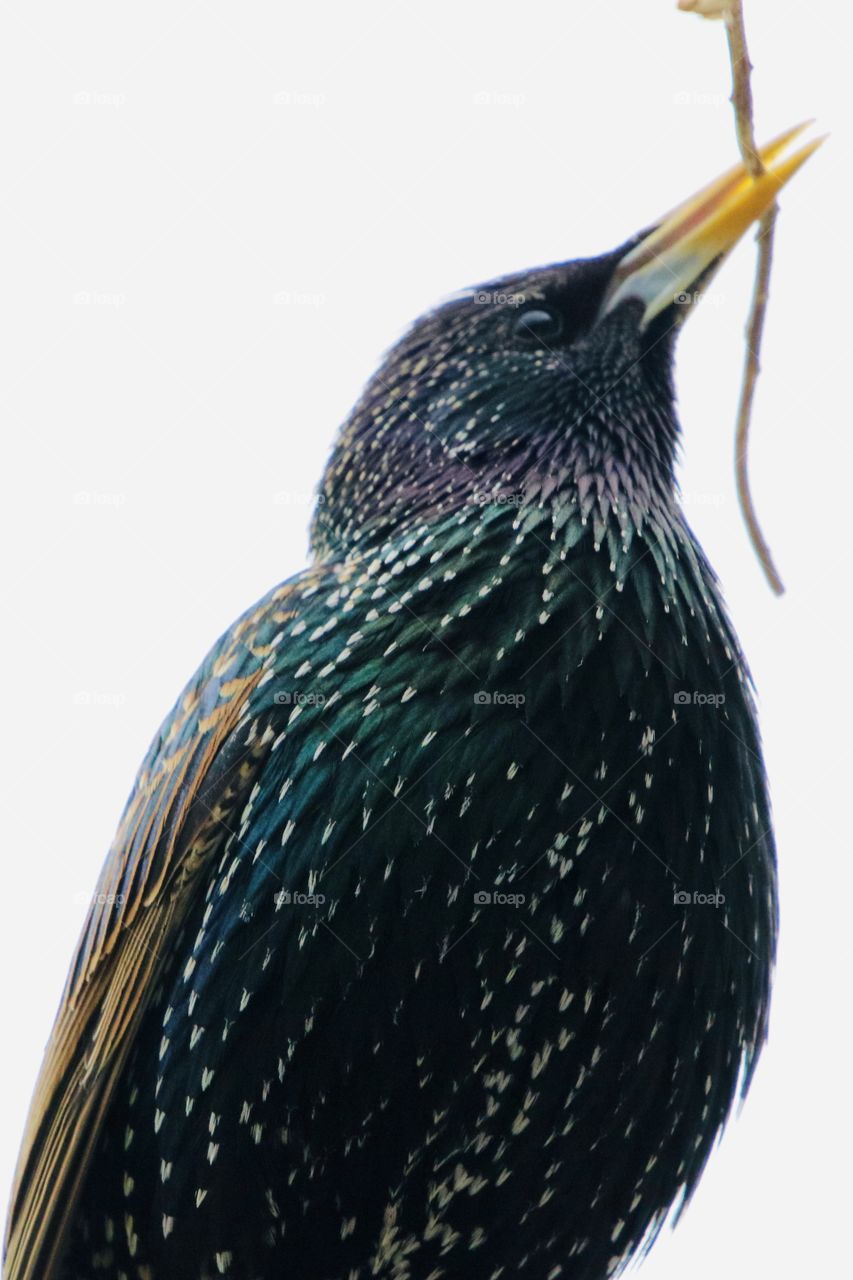 Starling