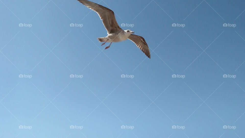 one seagull in flight in blue sky.