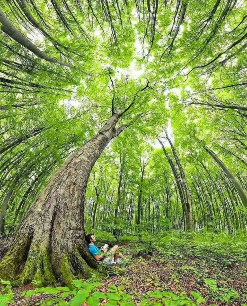 Beautiful and attractive trees with strange shapes in the garden.