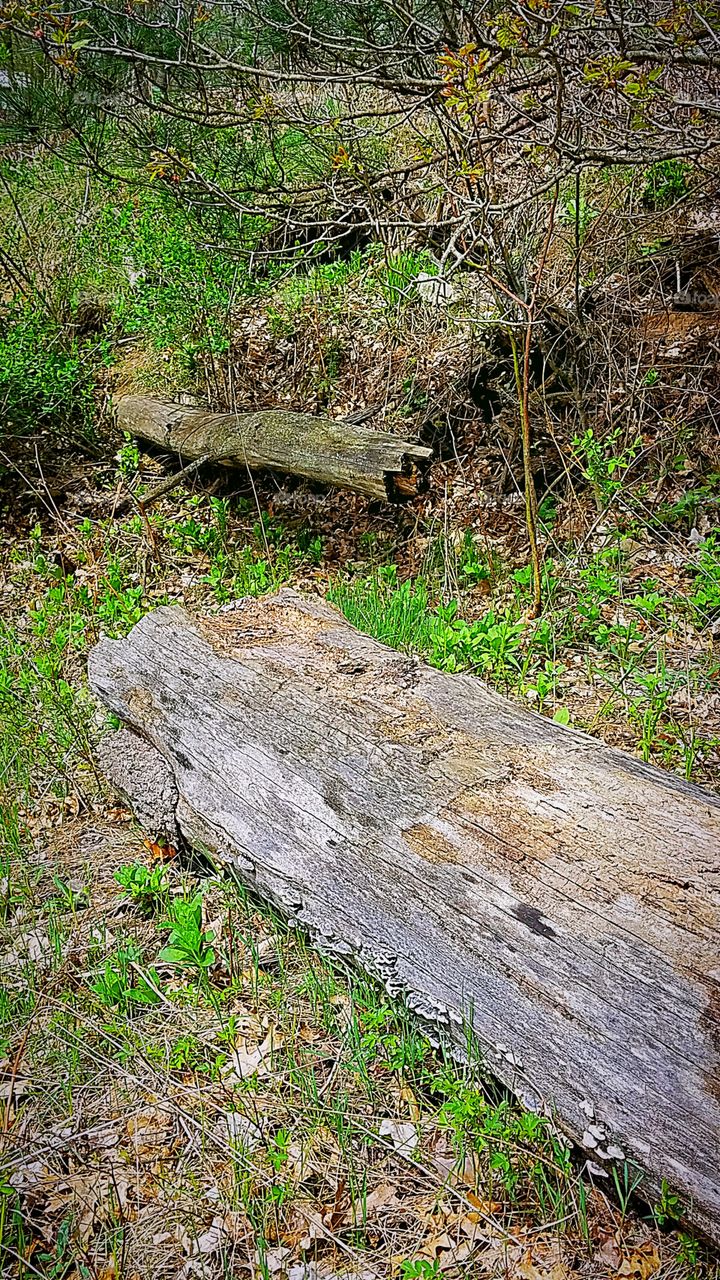 old fallen log