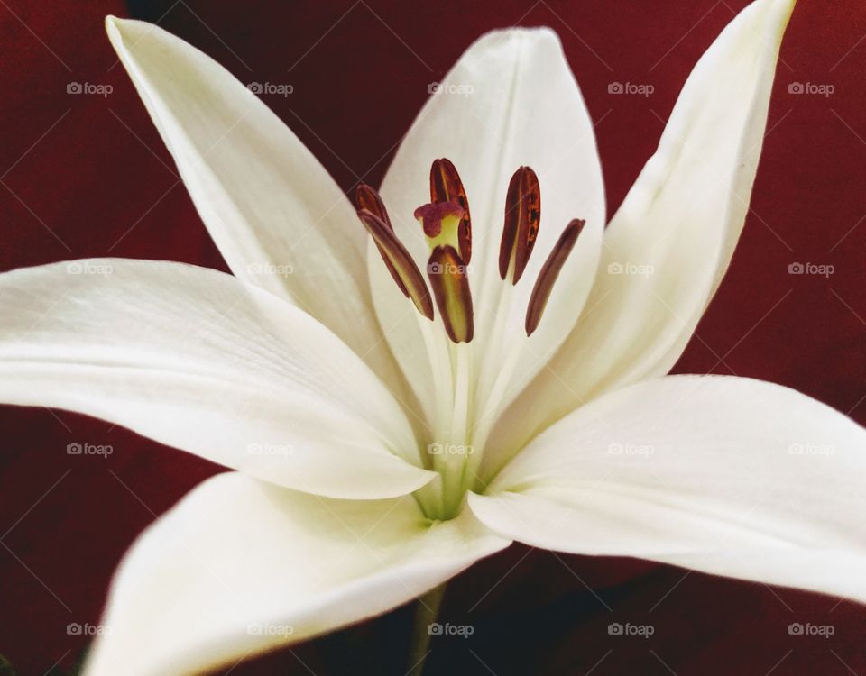 White Lily, isolated, red background