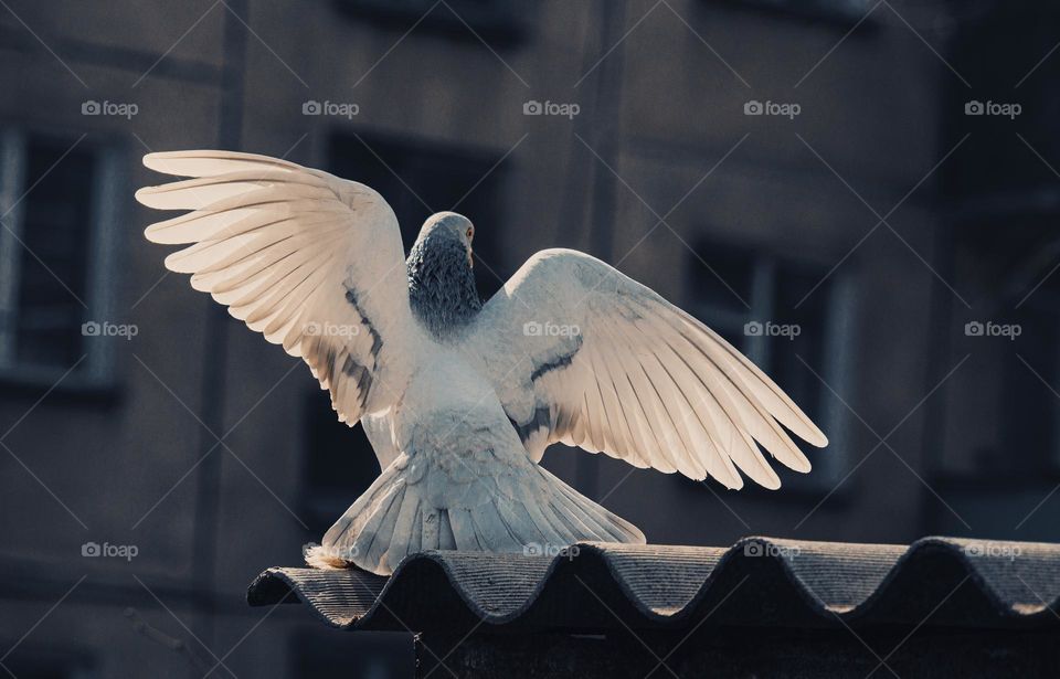 white pigeon against city background