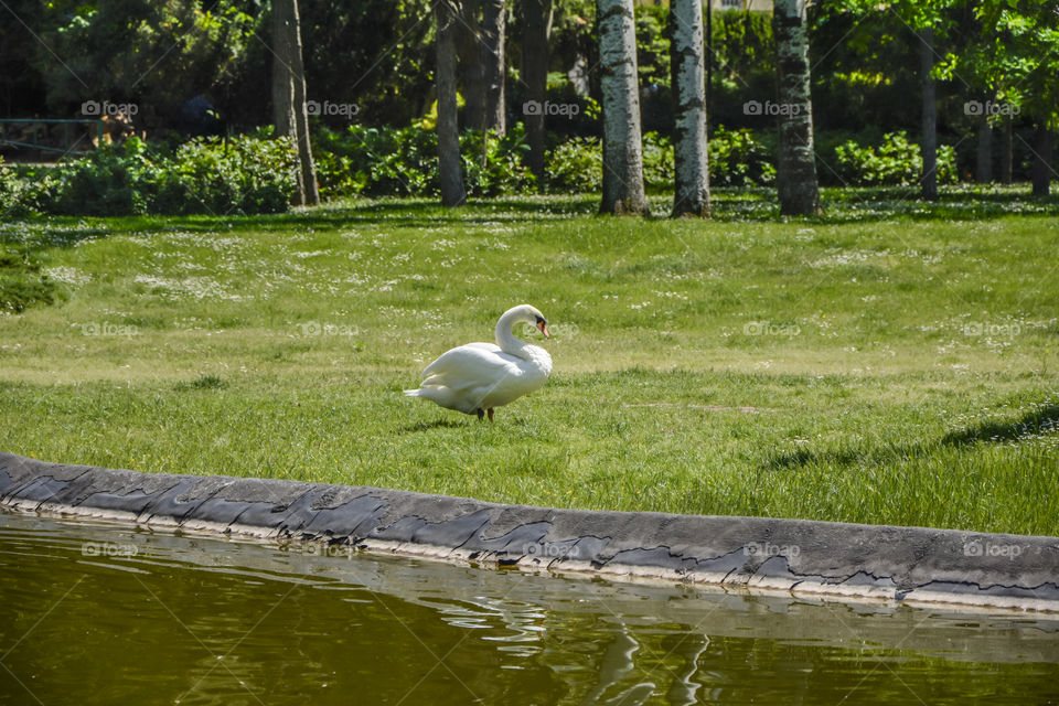 Swan in nature park Novi Sad