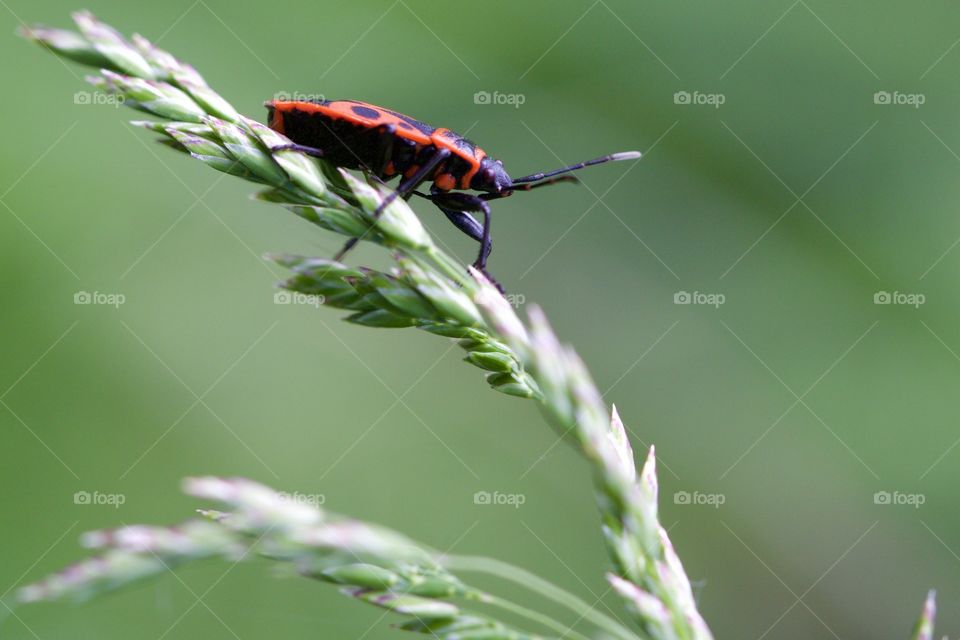 Fire Bug on grass