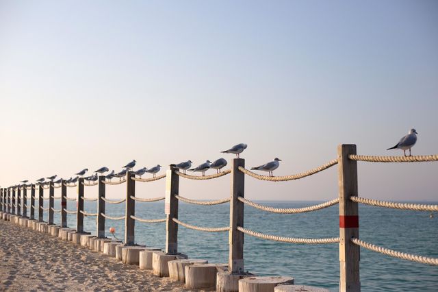 Seagulls are sitting on the rope fence at the beach 