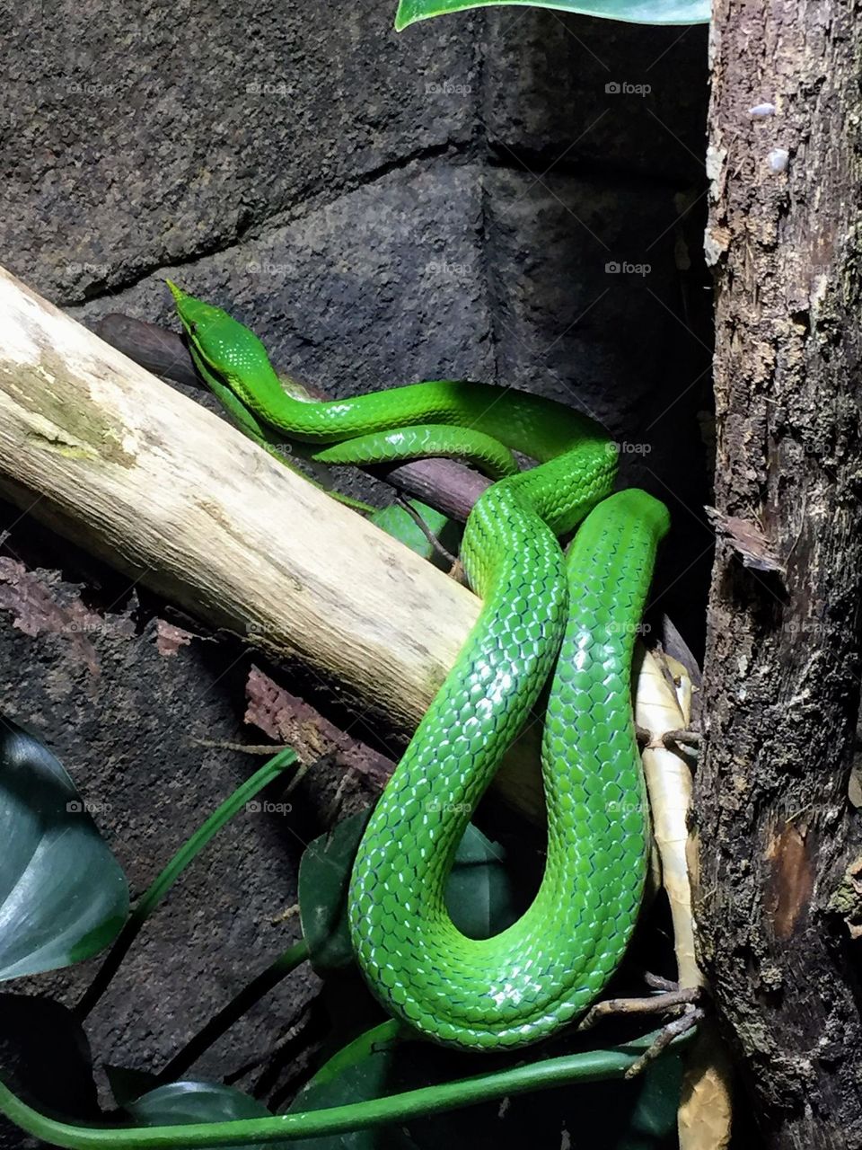 Bright green Rhynchophis boulengeri snake on the tree branch