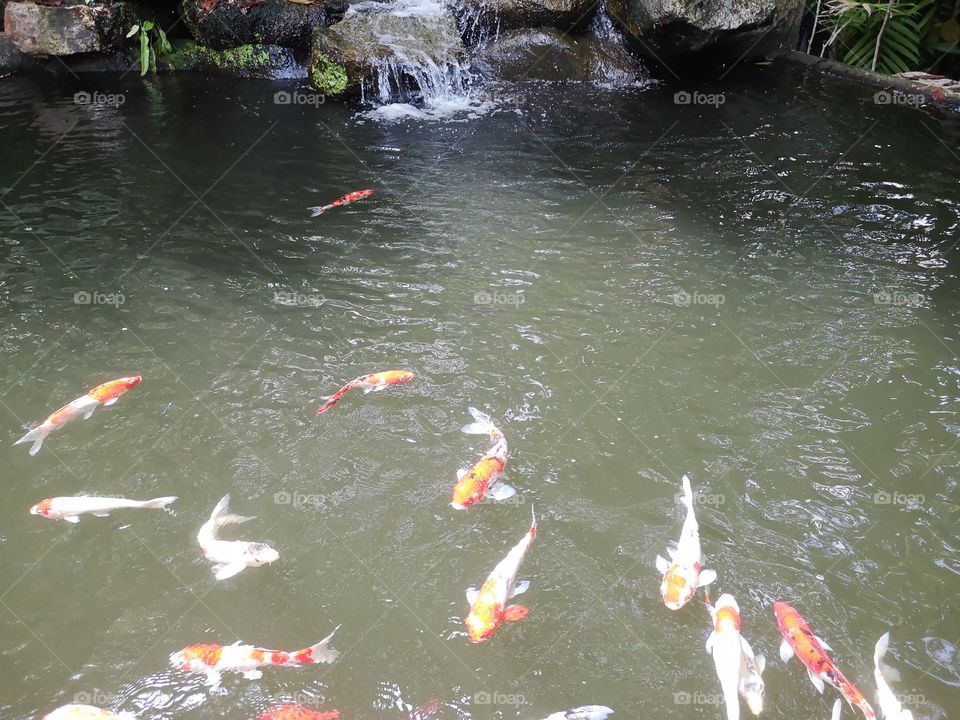 Fancy​ carp​ koi fish​