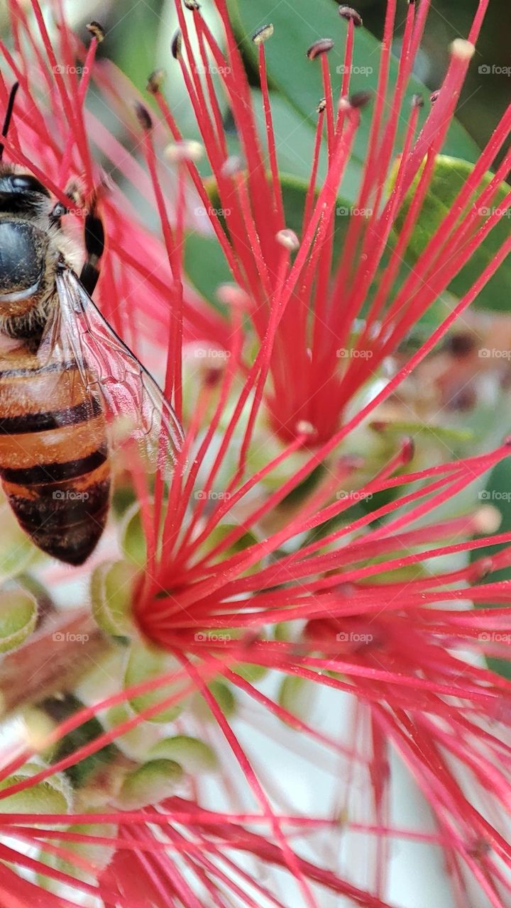 Bee on flower