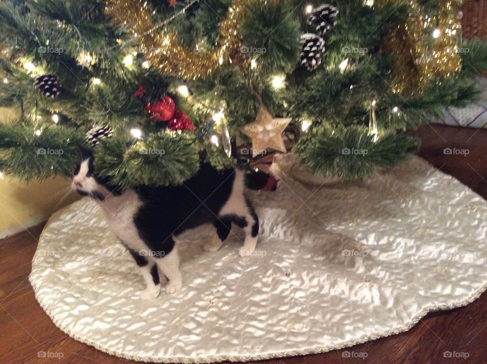 Kitten under tree first Christmas