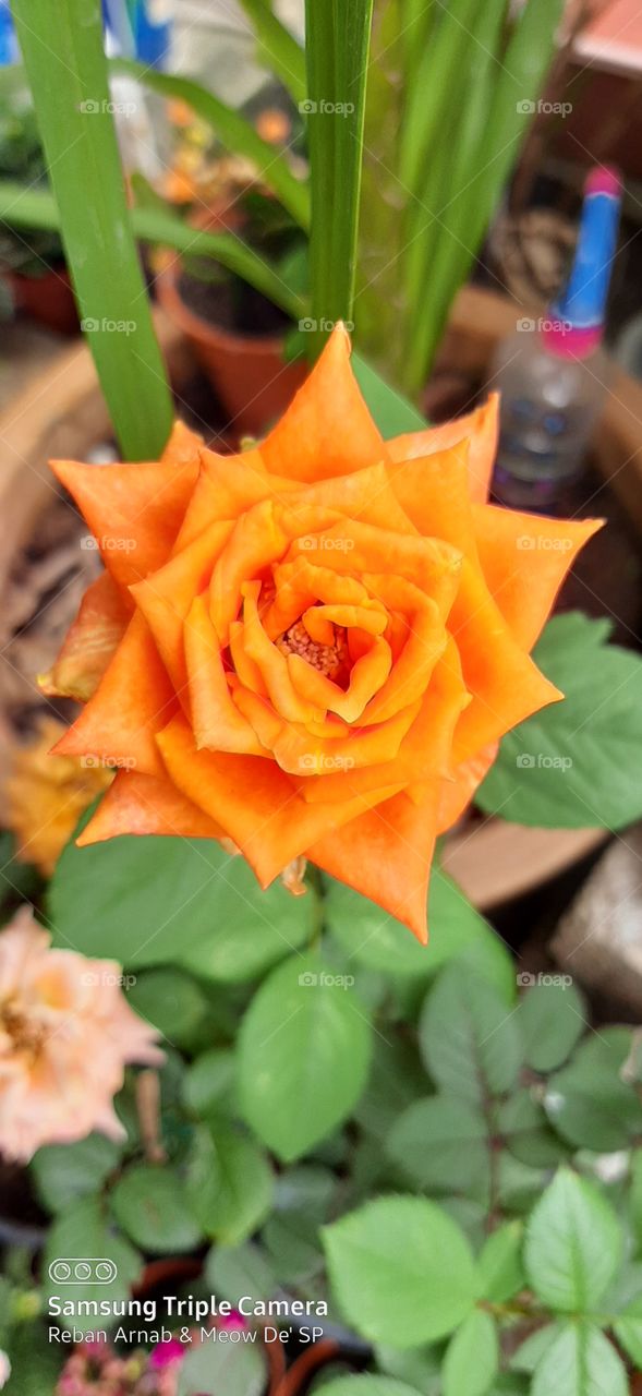 Rose Ros Orange