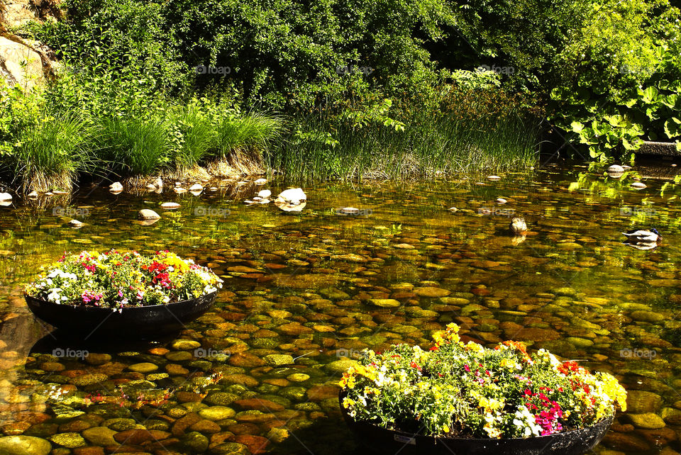 flowers grass by lgt41