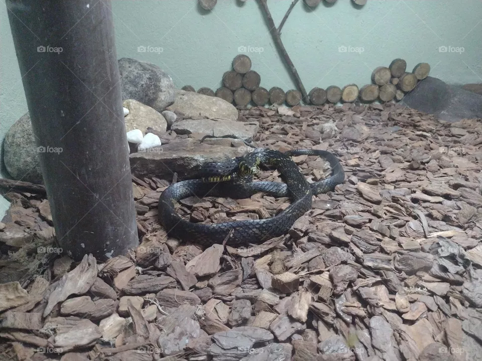 serpente