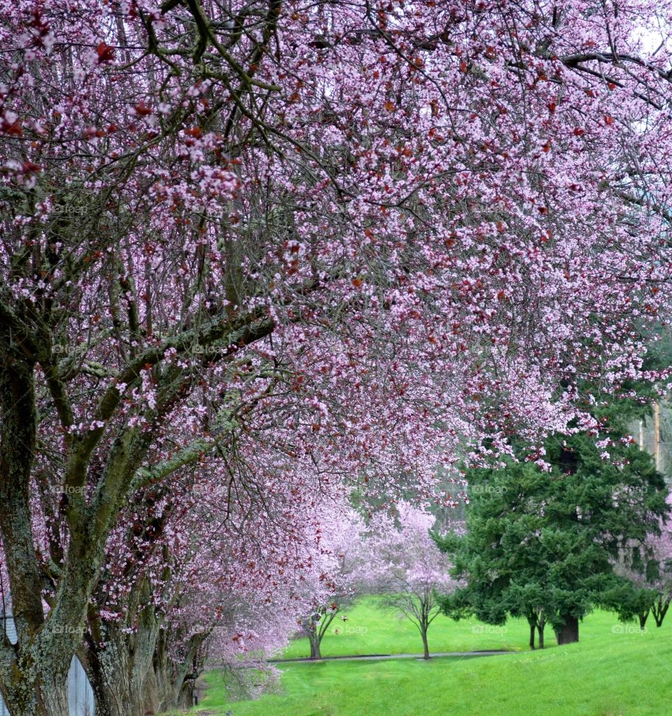 Blossom trees in park