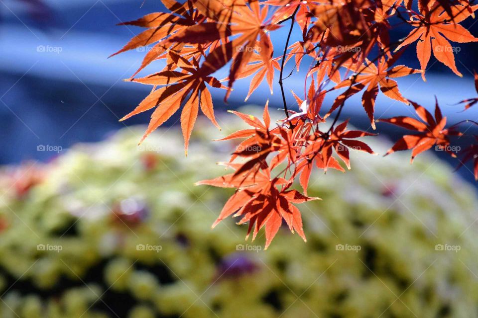 Close-up of a autumn leaves