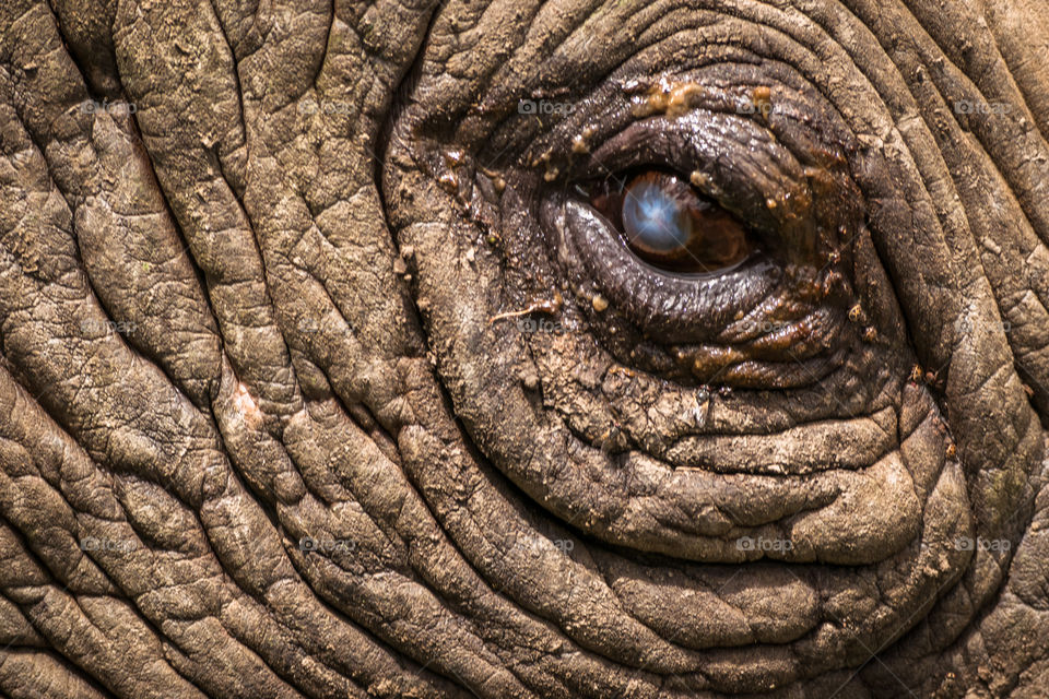 Close up of a rhinos eye 