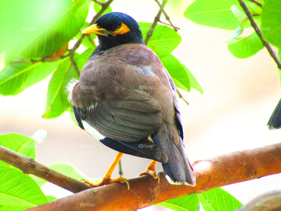 The common myna or Indian myna (Acridotheres tristis), sometimes spelled mynah, is a member of the family Sturnidae (starlings and mynas) native to Asia.
