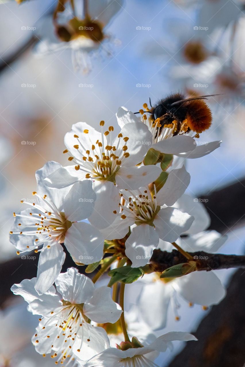 A bee at the white spring flowers