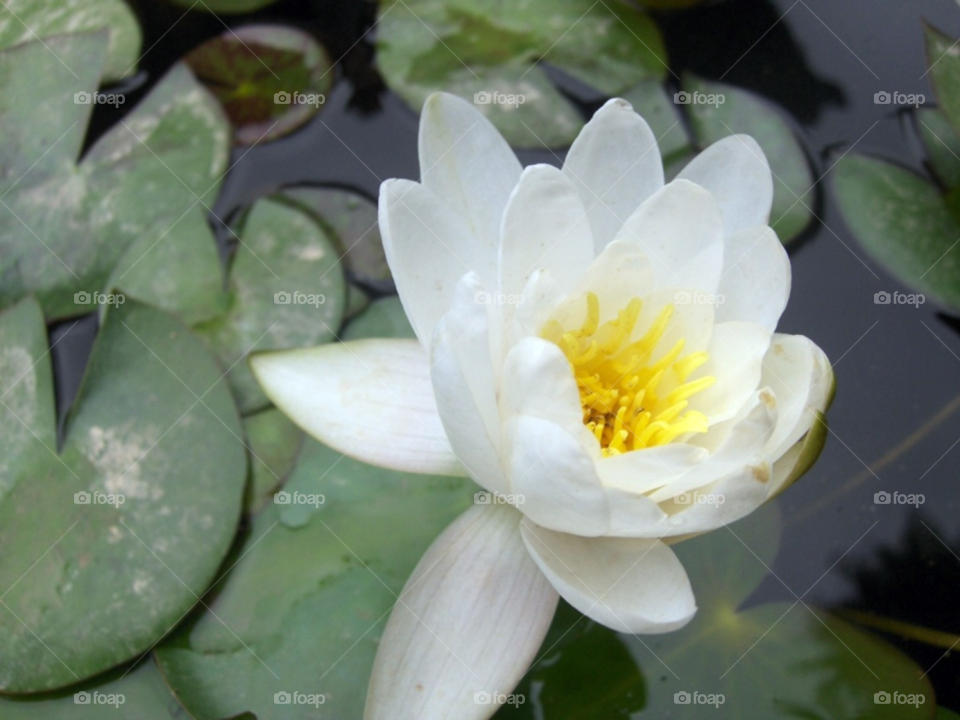 yellow flower white pond by Amy