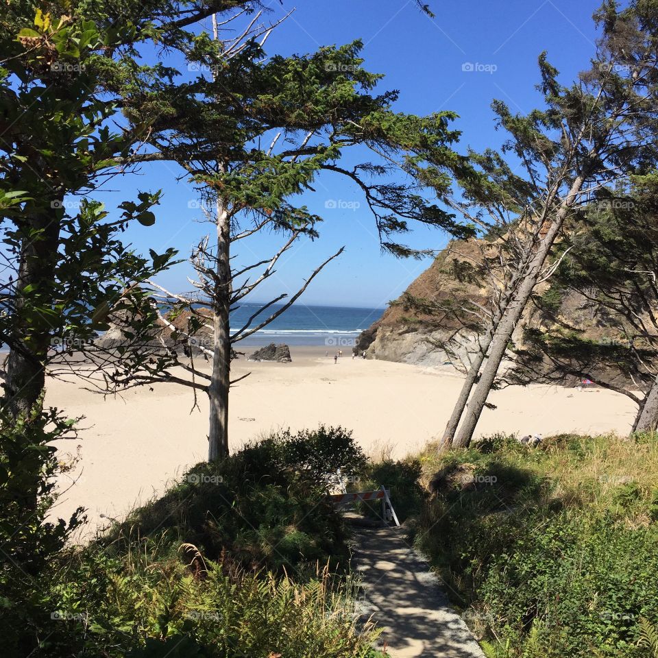 Scenic view of nature