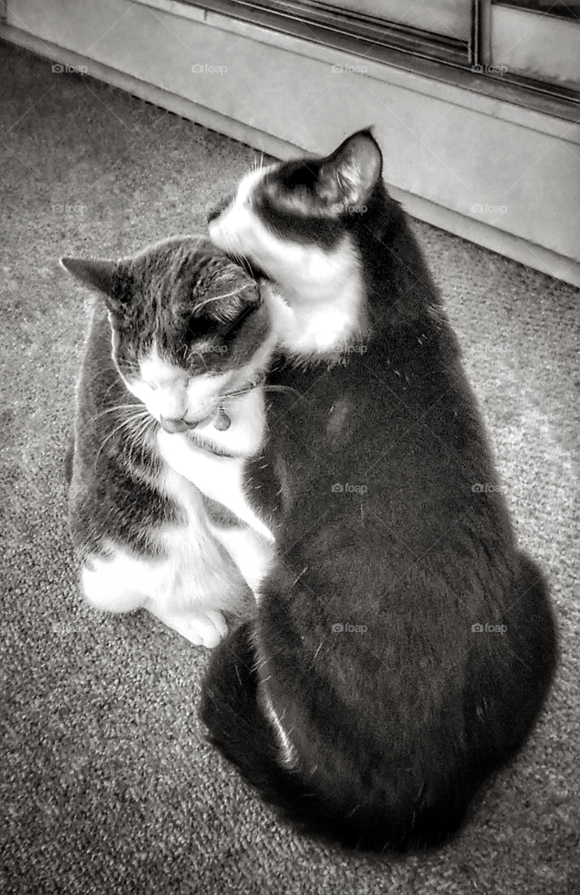 two kittens hugging
