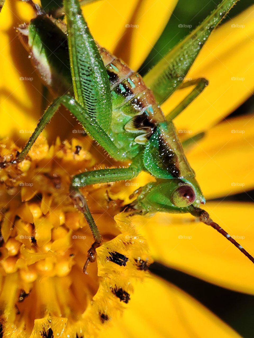 grasshopper feeding on flower
