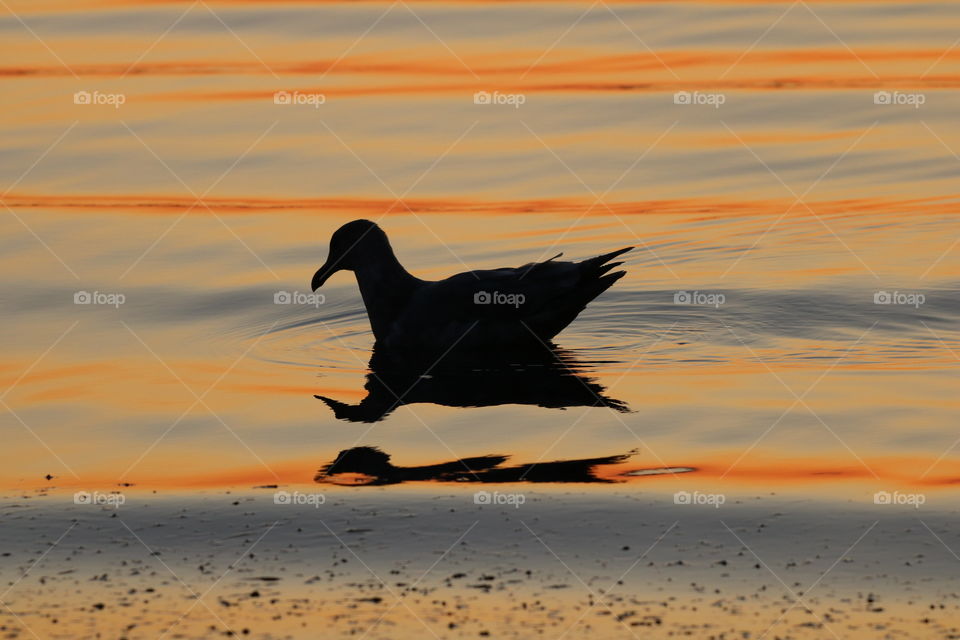 Seagull hunting in a shallow water on sunrise - silhouette 