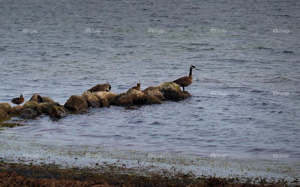 geese gather on the beach