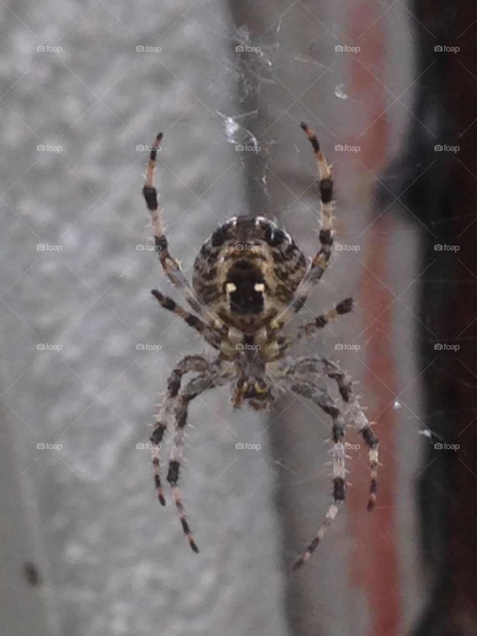 Underside of the garden spider