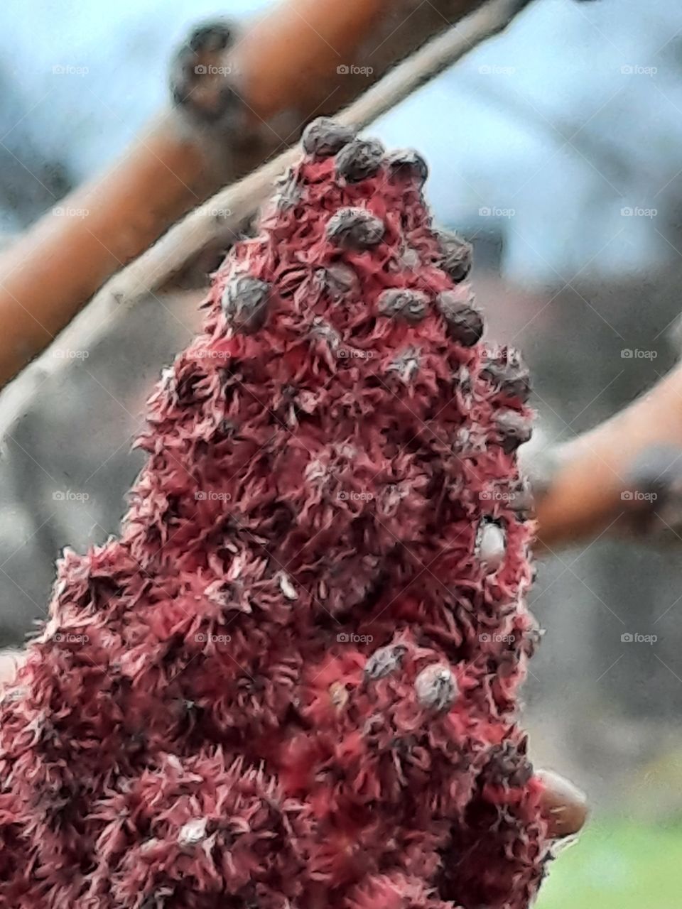 autumn fruits  - red cone of sumak tree with black seeds