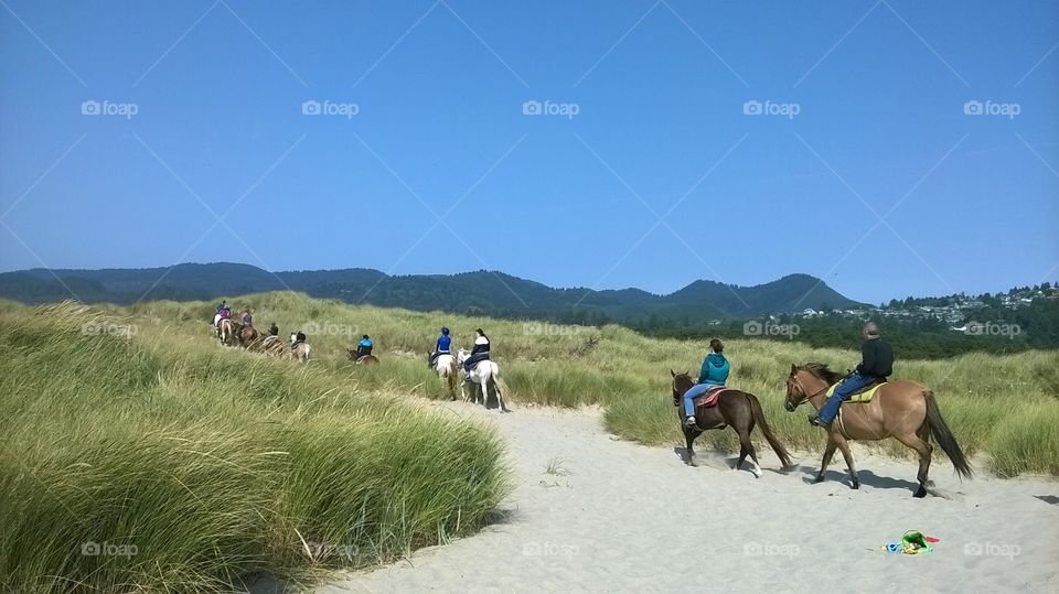 Horses on a beach