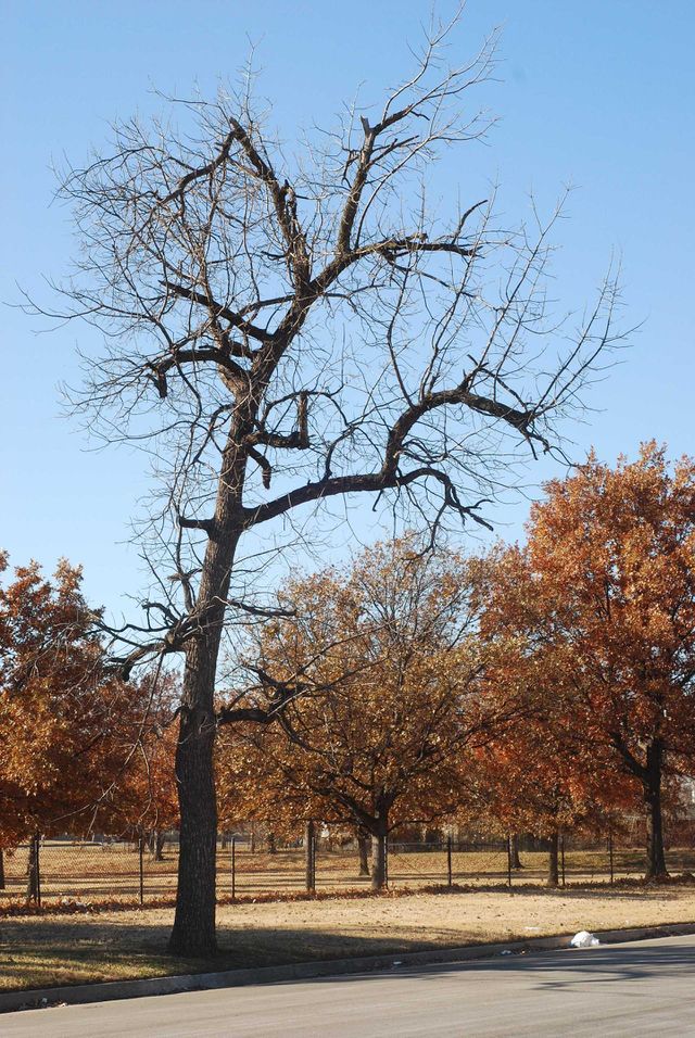 tree