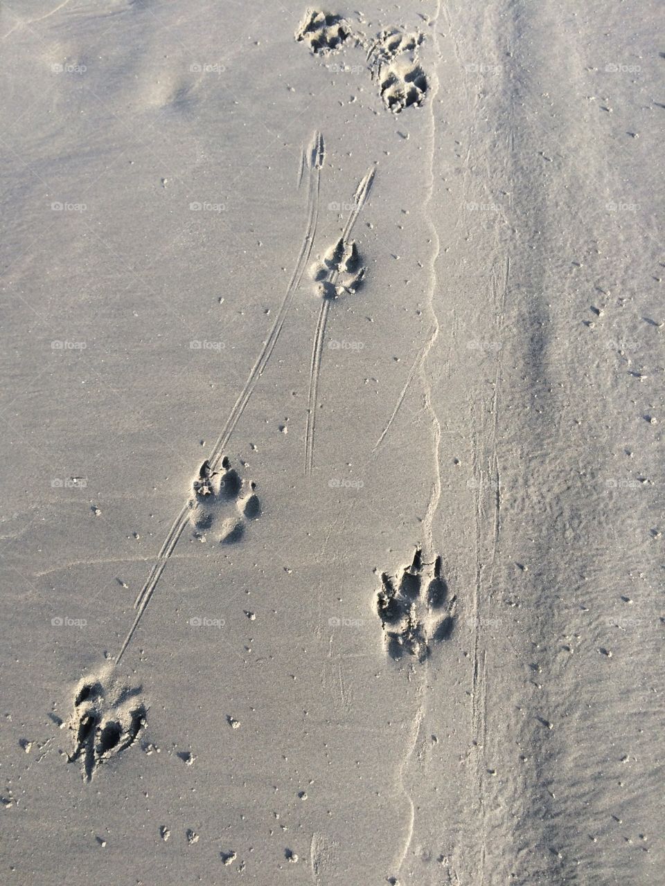 Paw prints