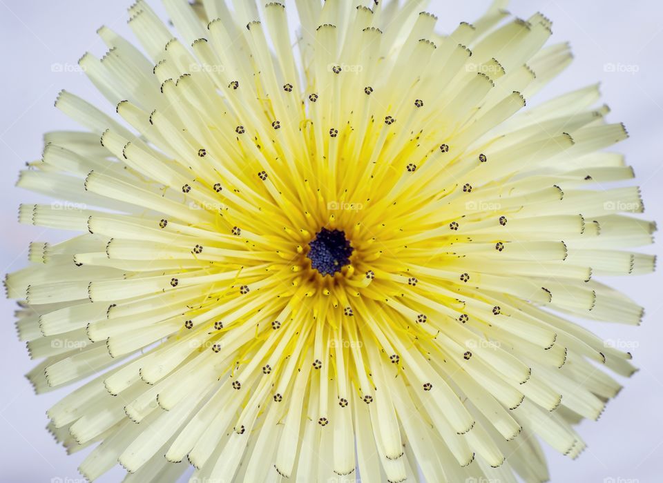 pattern isnside yellow flower spring