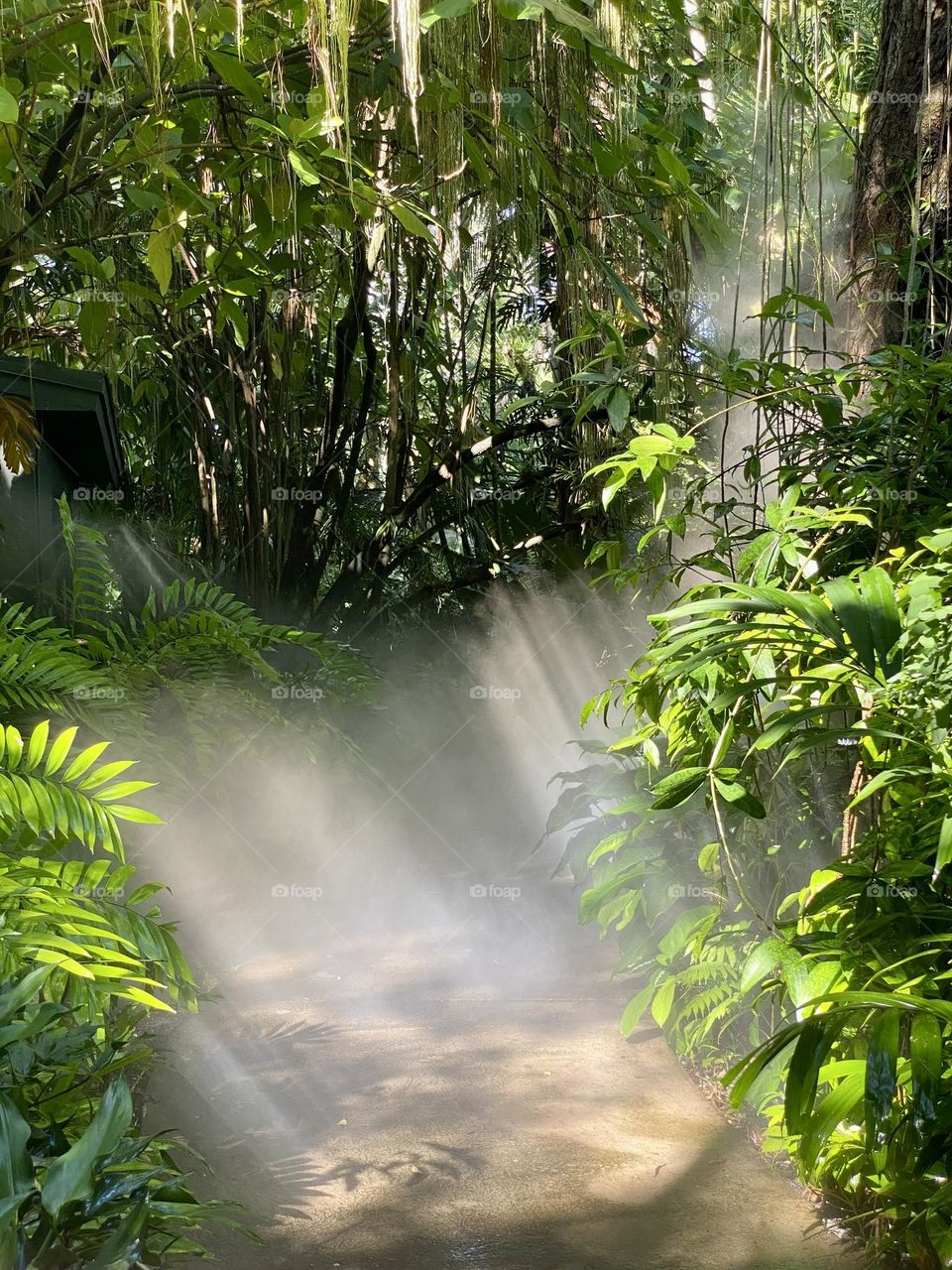 Rays of sun shining through the tree canopy in a tropical garden 
