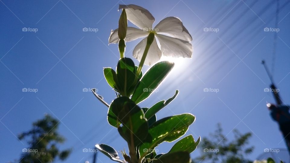 Low angle view of flower