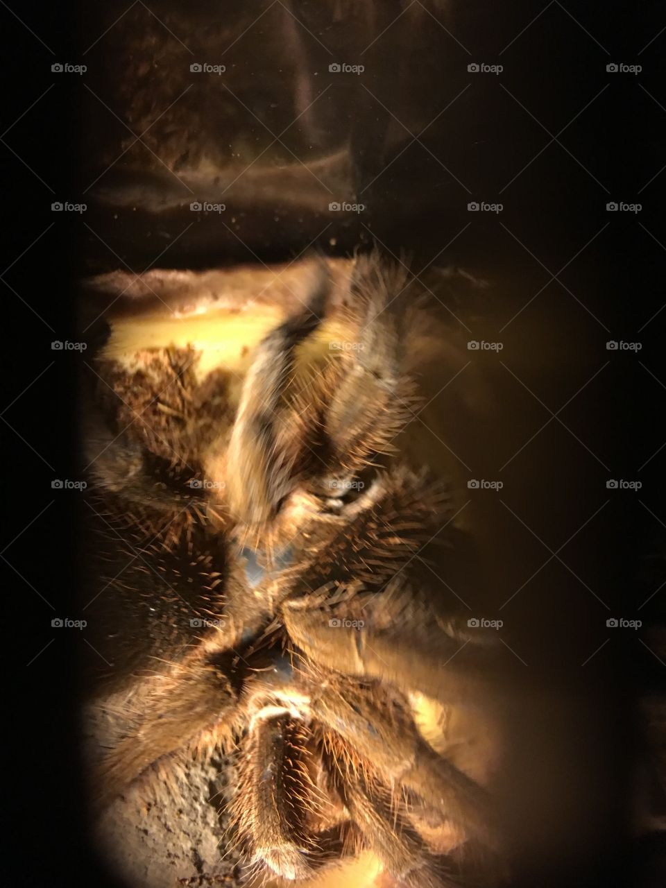 Abstract, No Person, Light, Art, Tree