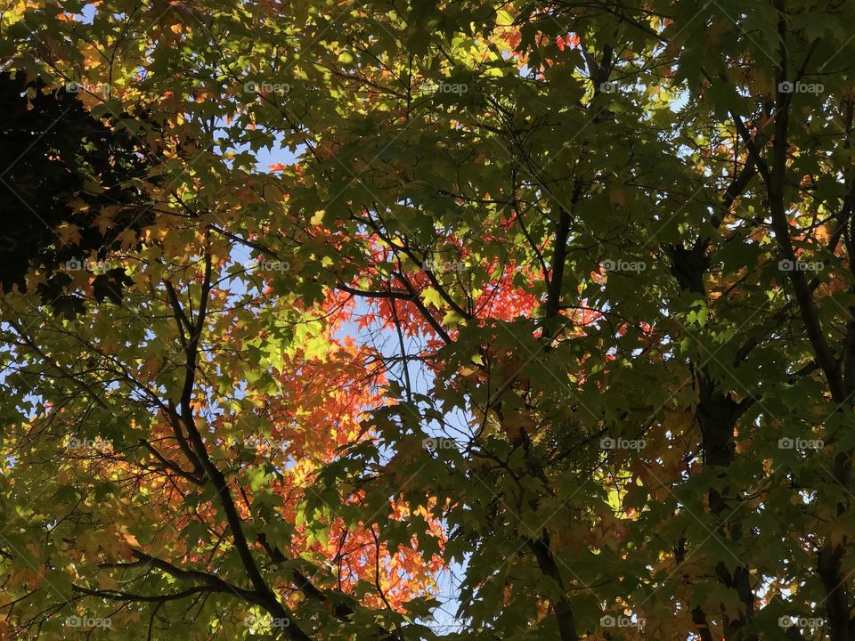 Beautiful contrast of the bright fall colors of large maple leaves on a sunny and clear fall day. 