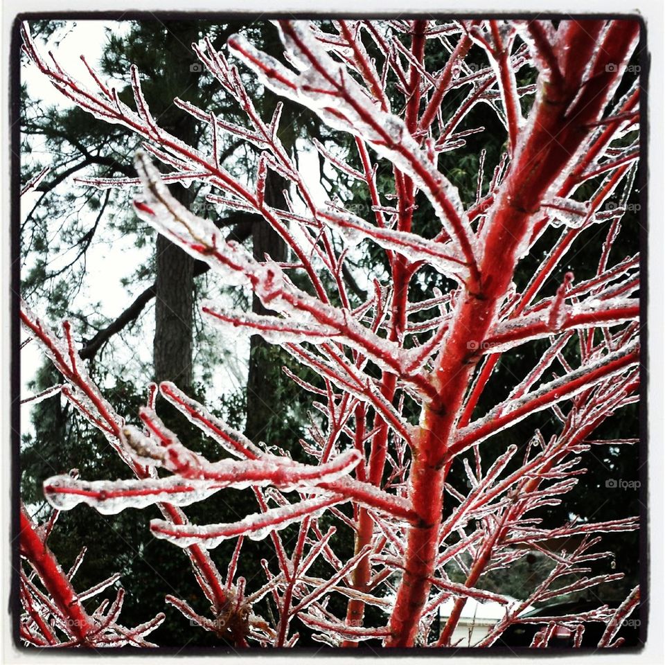 Frozen Japanese Maple